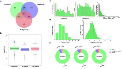 Pituitary-Derived Circular RNAs Expression and Regulatory Network Prediction During the Onset of Puberty in Landrace × Yorkshire Crossbred Pigs